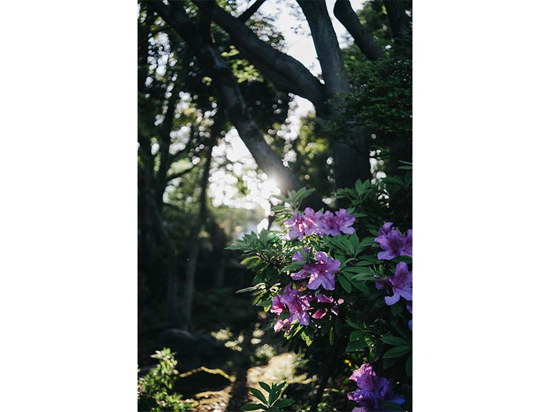 “戸越公園の写真”