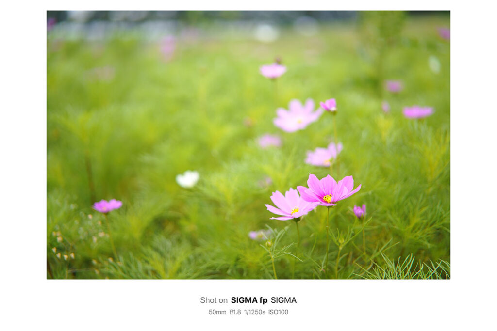 7Artisans 50mm F1.8 AF Lマウント レビュー