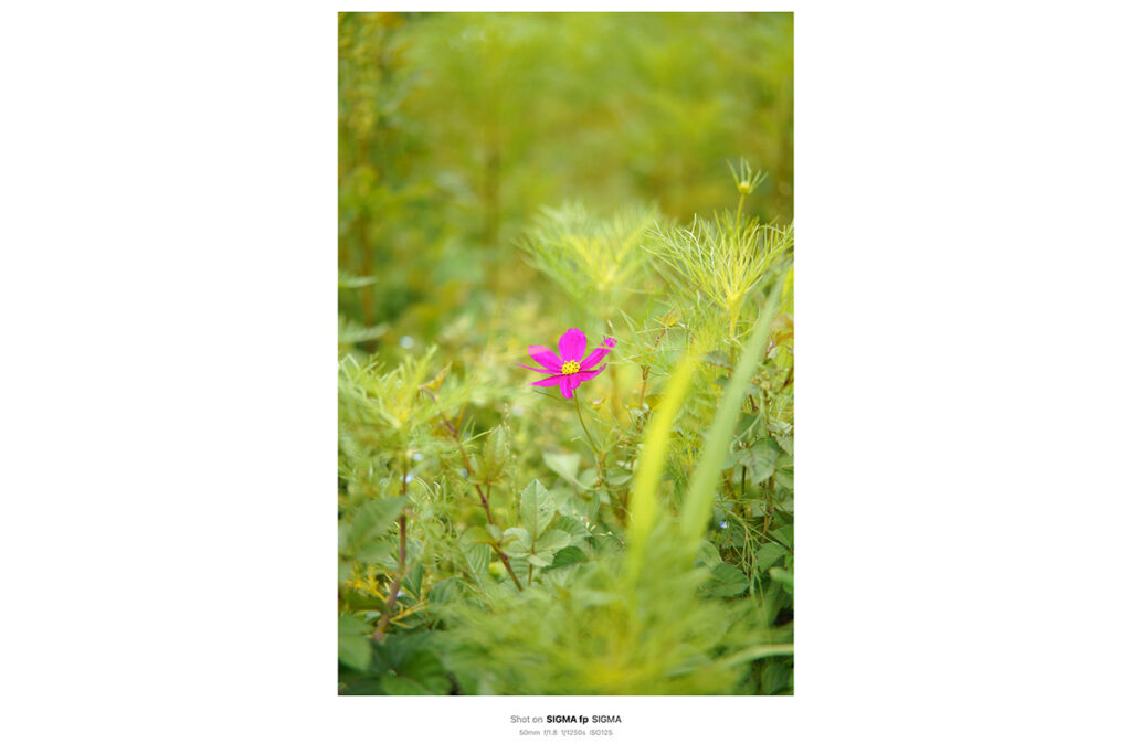 7Artisans 50mm F1.8 AF Lマウント レビュー