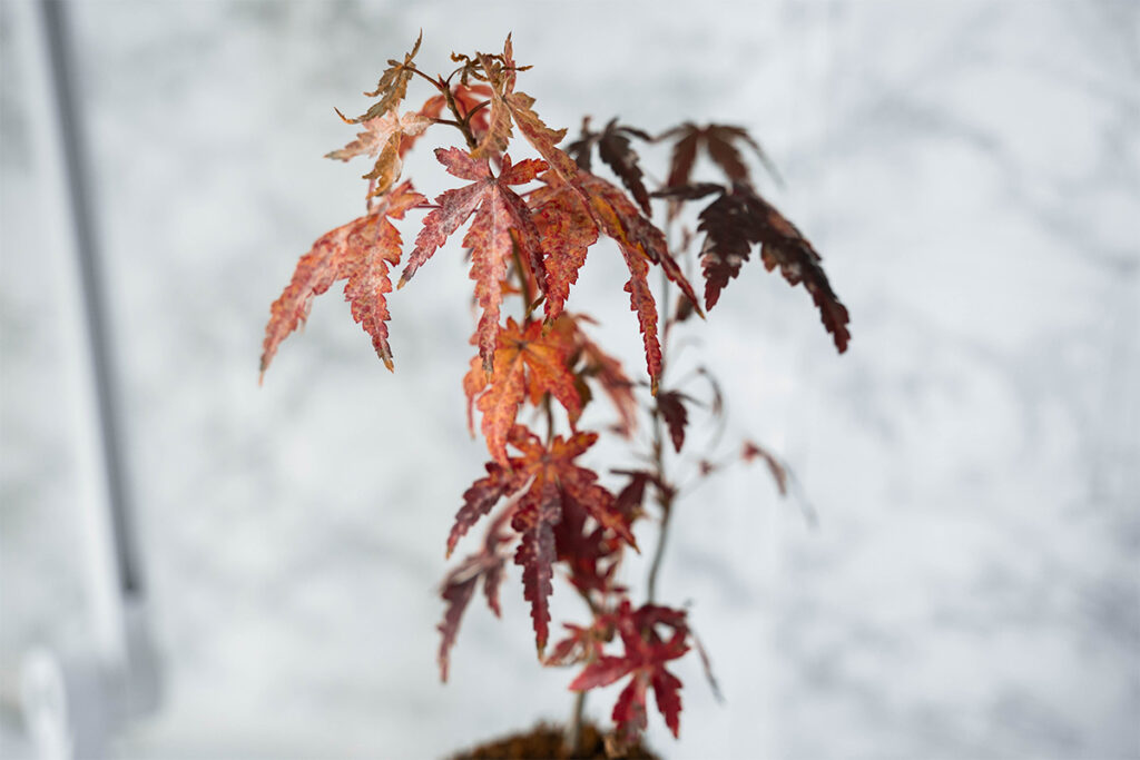 2025年 ベストバイ モノ ガジェット