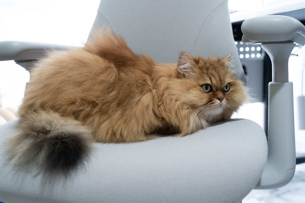 LiberNovo Omni レビュー